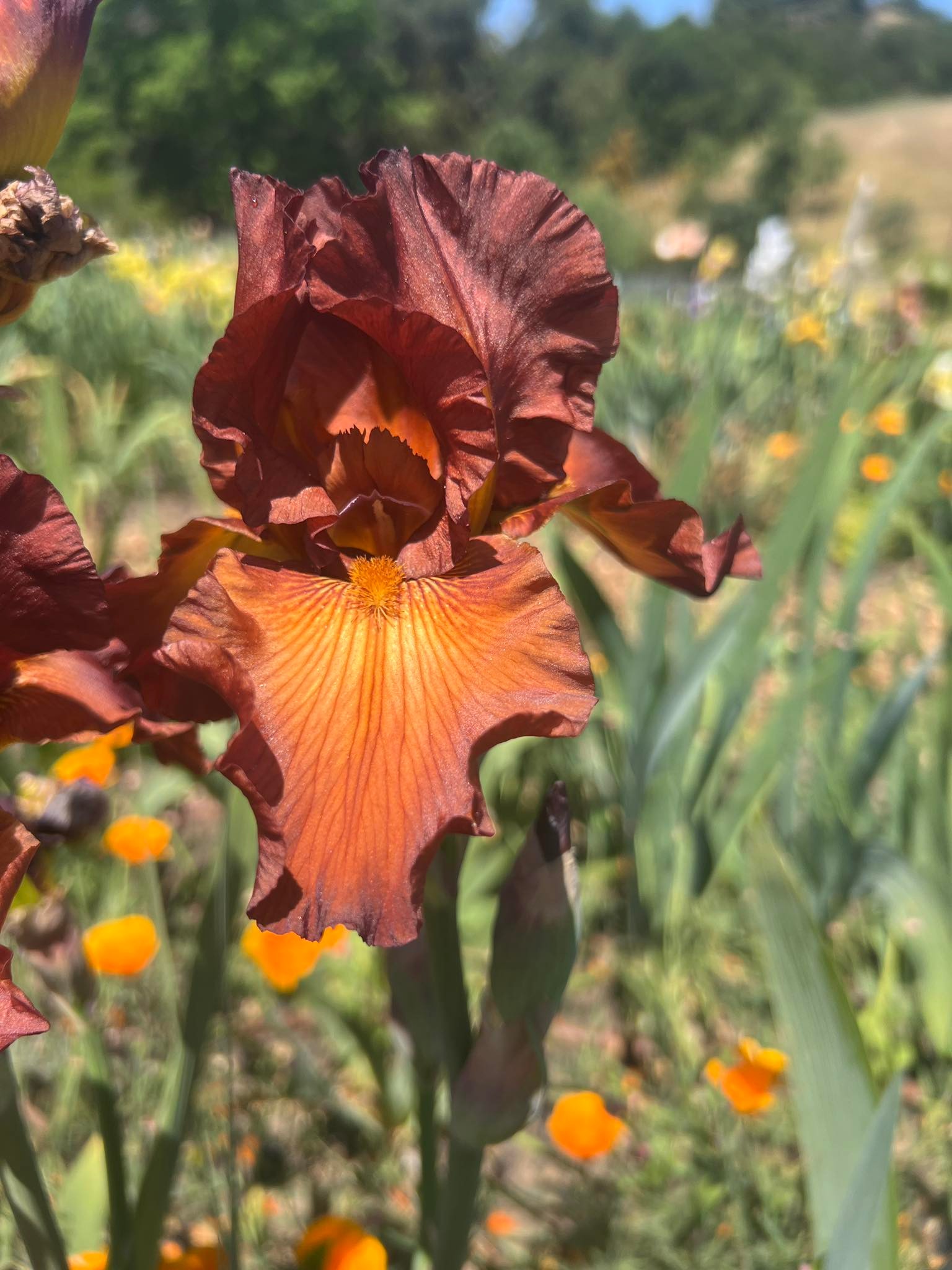 Dutch Chocolate Schreiner iris review