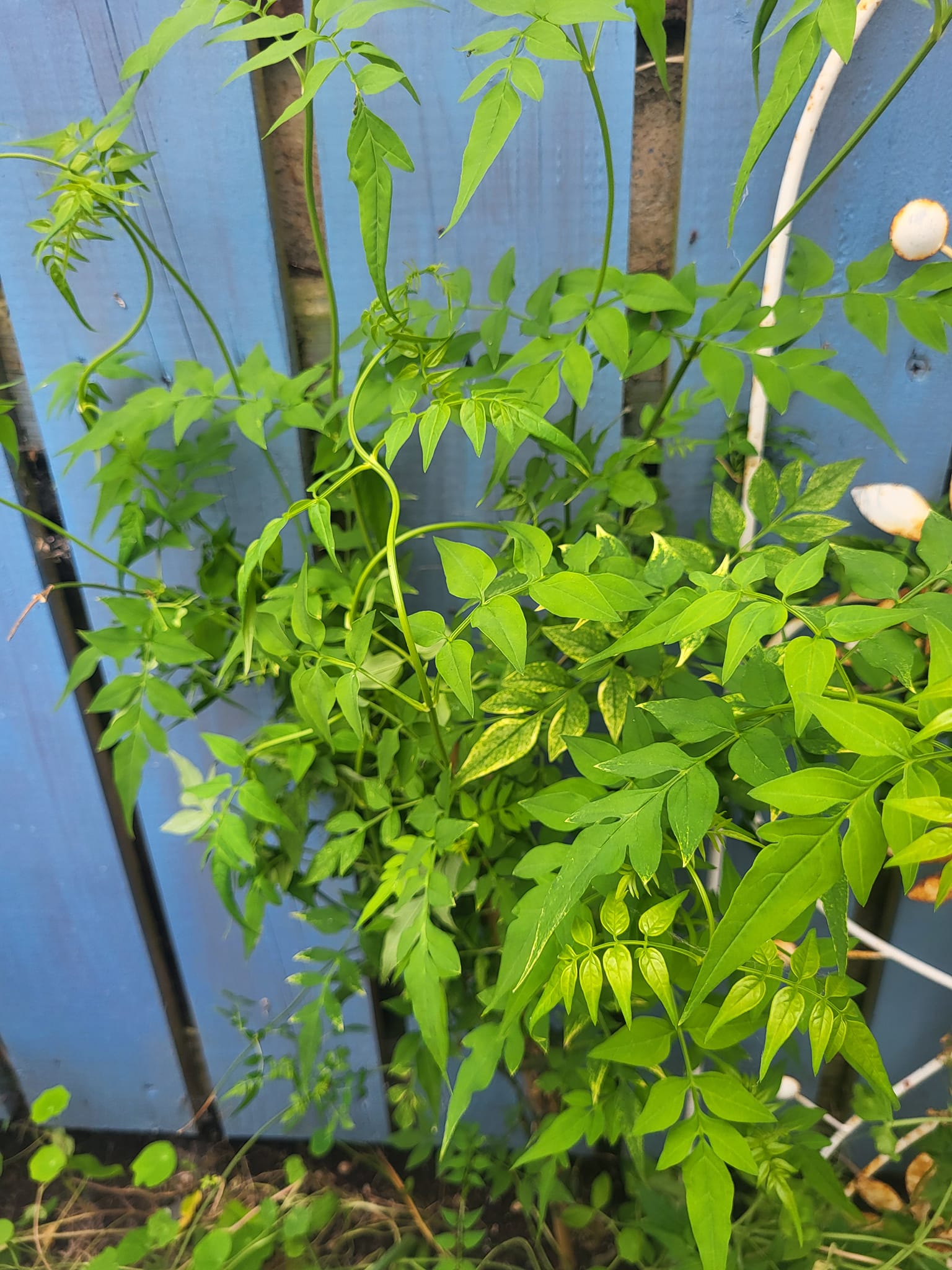 Identify please..I ordered some Jasmine seeds from China and these