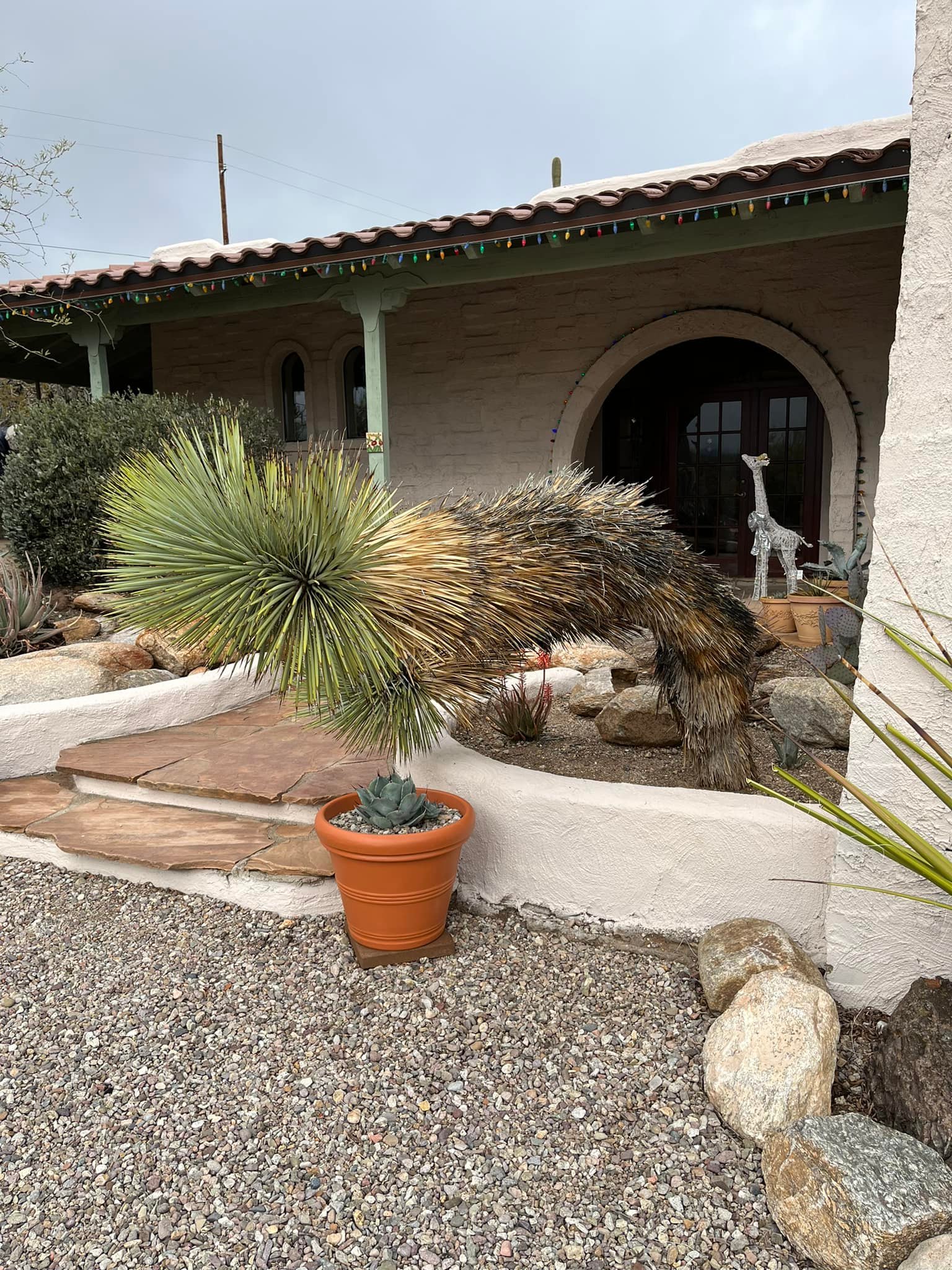 Free yucca plant for rehoming in Tucson