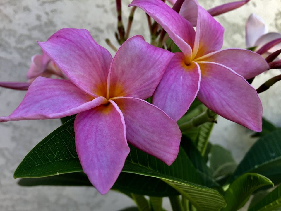 Purple Jade Dragon plumeria plant