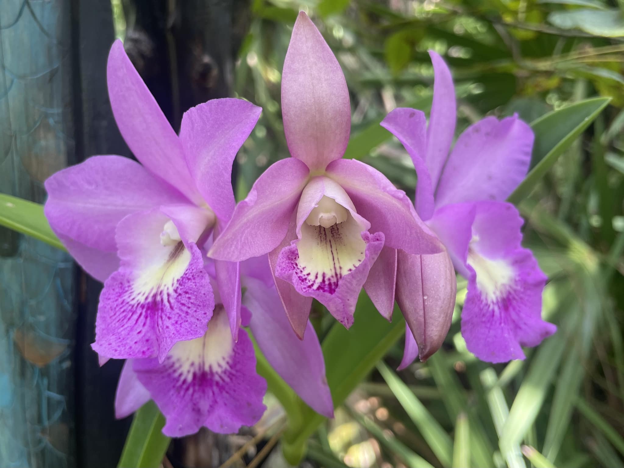 Bct Little Mermaid 'Janet' X Schom tibiana 'Raphael' - first bloom