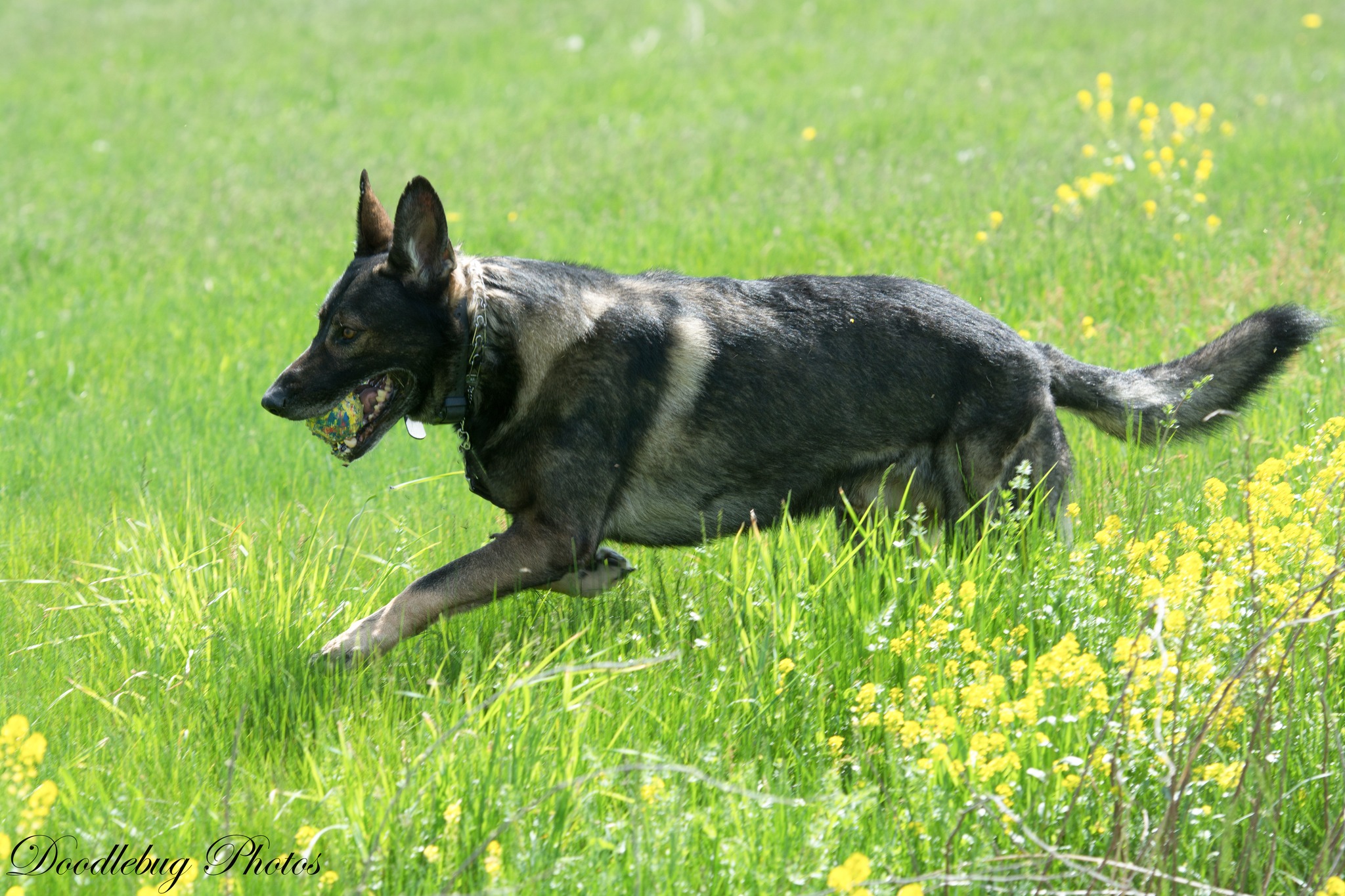 For Your K9 Reactive Dog Community | Facebook