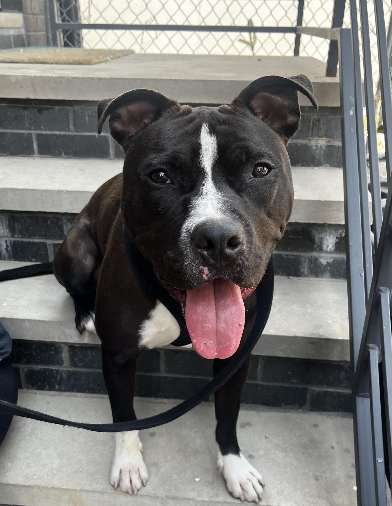 Adopt English bulldog Toodles from Philadelphia animal shelter