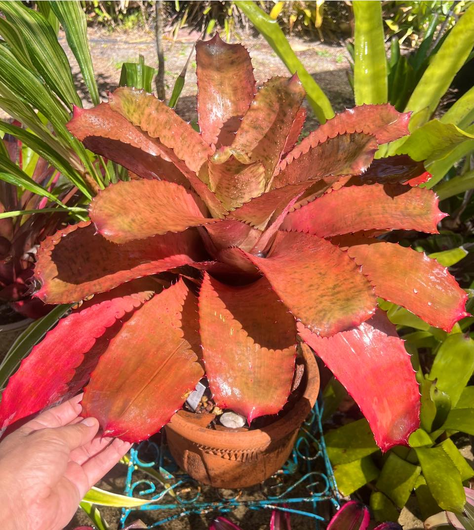 Neoregelia 'Gizmo' (C. Skotak)