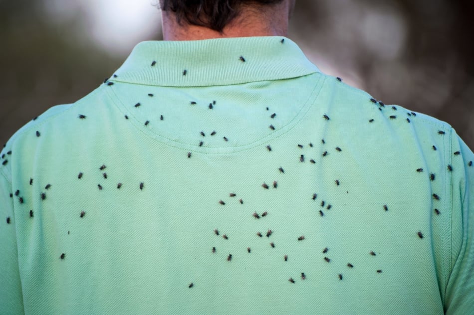 3 pièces Filet anti-insectes pour la tête, le visage,les moucherons des activités de plein air, avec sac de rangement,noir | Leroy Merlin