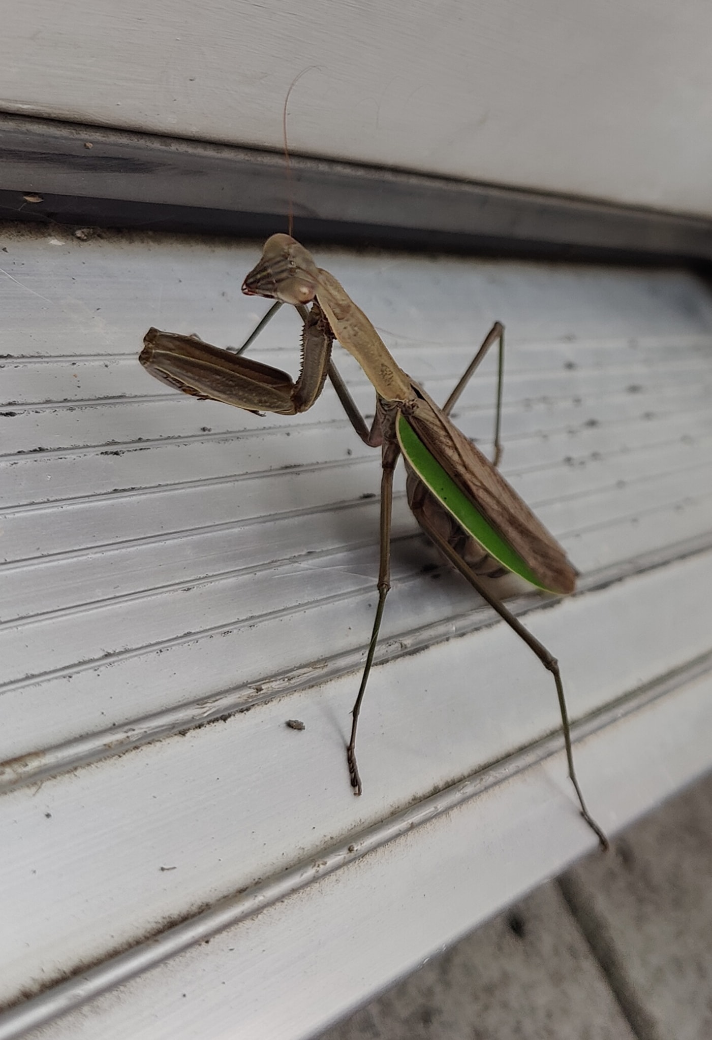 When do praying mantis lay eggs in Zone 6a?