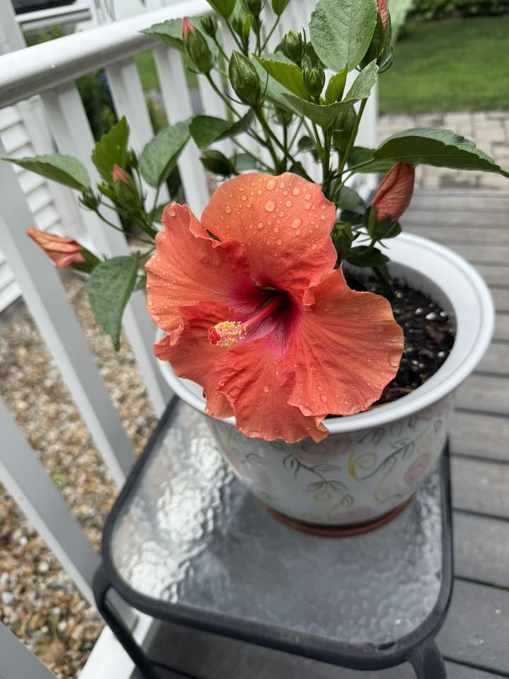 All the day lilies are going great as well as the Hibiscus.
