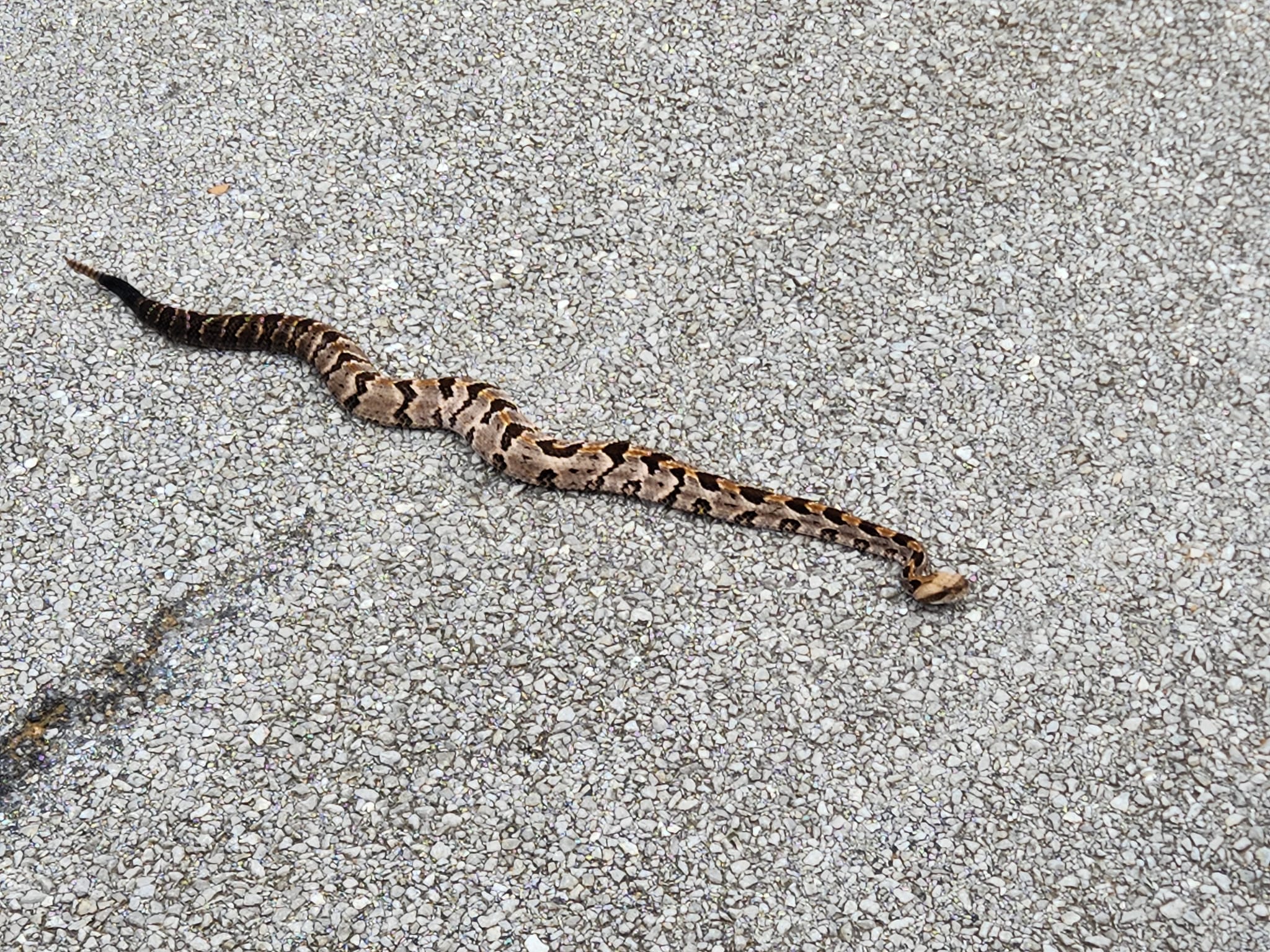 Timber rattlesnake spotted in Grenada County