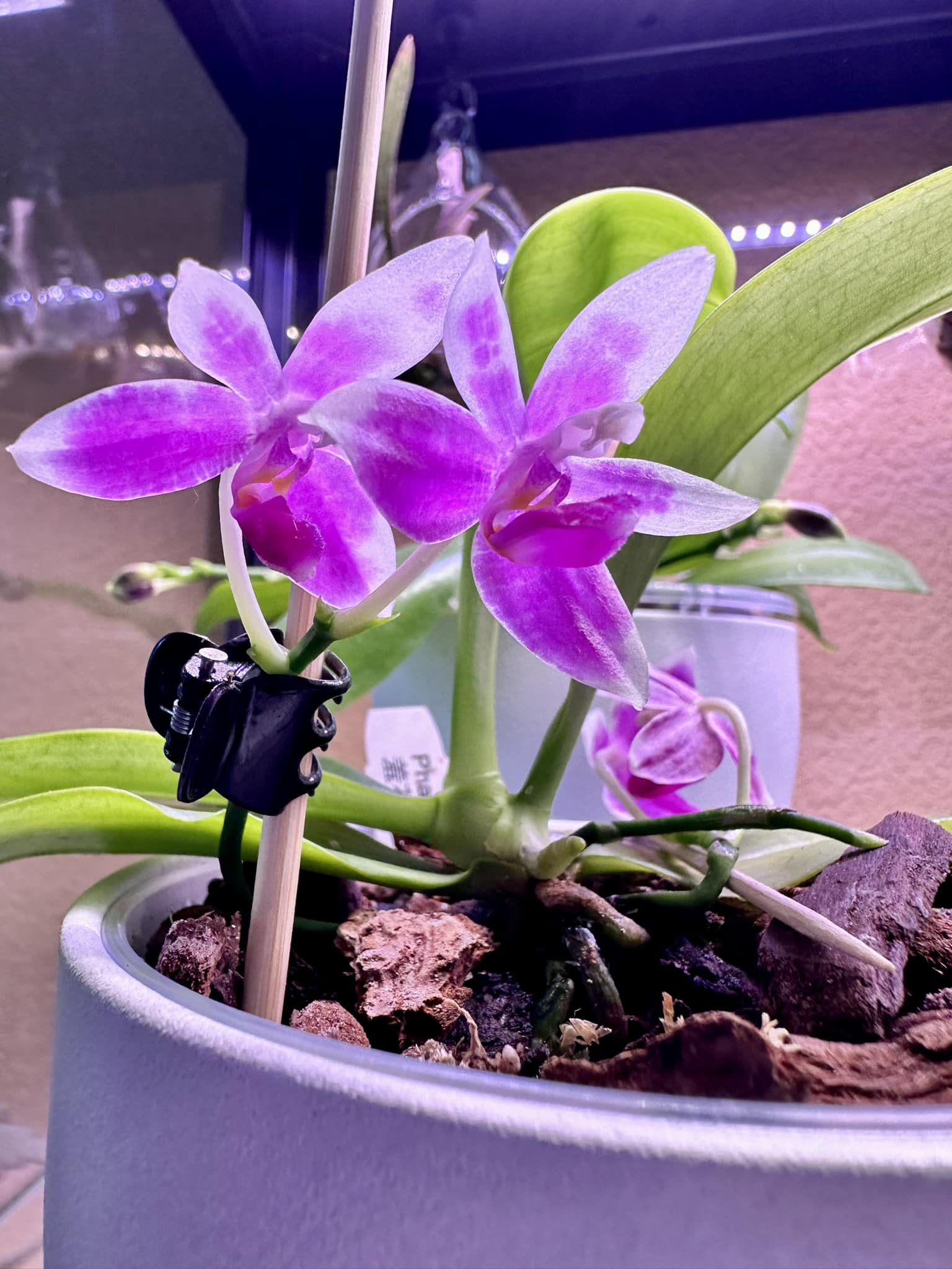 Phal. Taida Little Pretty x Phal. Zuma's Pixie 'LH9190' I love the