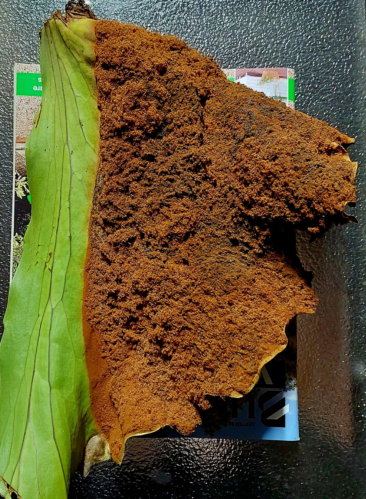 P. Ginka (FSQ spores) #platyceriumginka #cnxexoticfern