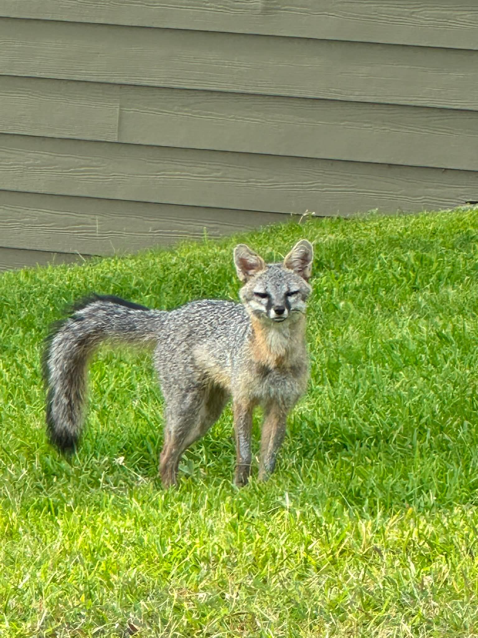 A friend saw this guy today. What type of fox is it?