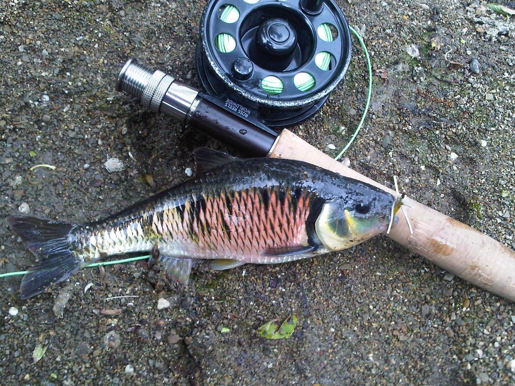 chub fishing reels Creek Striper Strike Baby Blue Fish Tackle, 2 1/8 oz : Sports & Outdoors This pattern is perfect for catching large Northern Pike but can also be used as a saltwater attractor. BFS chub fishing with Shimano