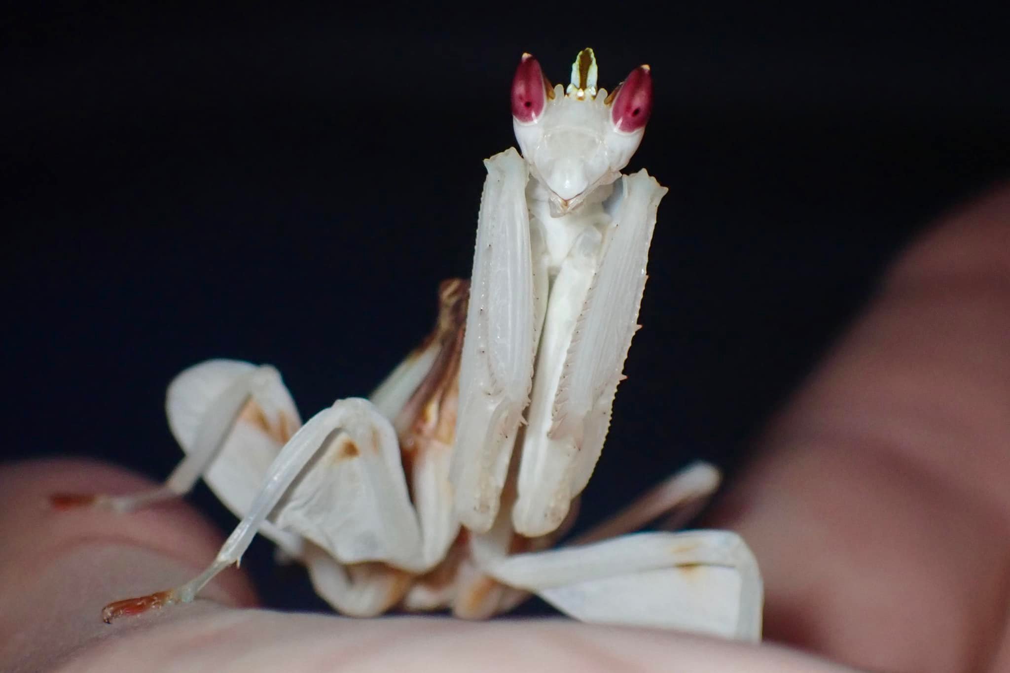 San Diego male orchid mantis wanted