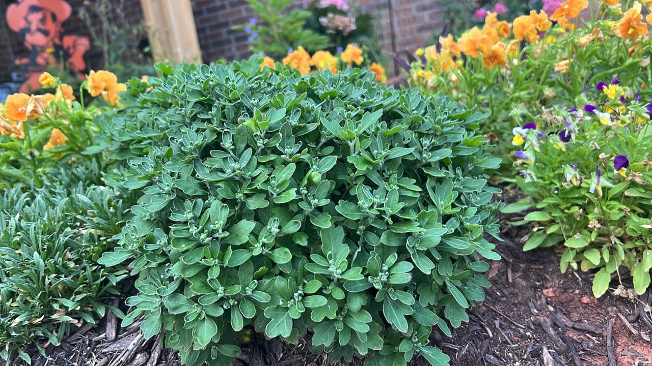 Is it too late to trim 3-foot tall mum plants?