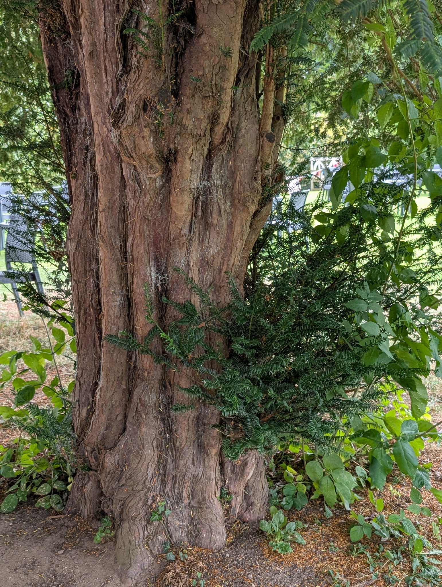 Unique Trees | A few hours at Little Moreton Hall, Congleton, Cheshire ...
