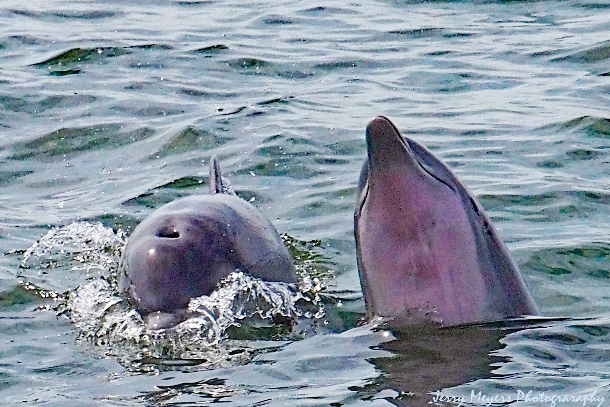 Atlantic bottlenose dolphin underbelly spotted in Atlantic surf