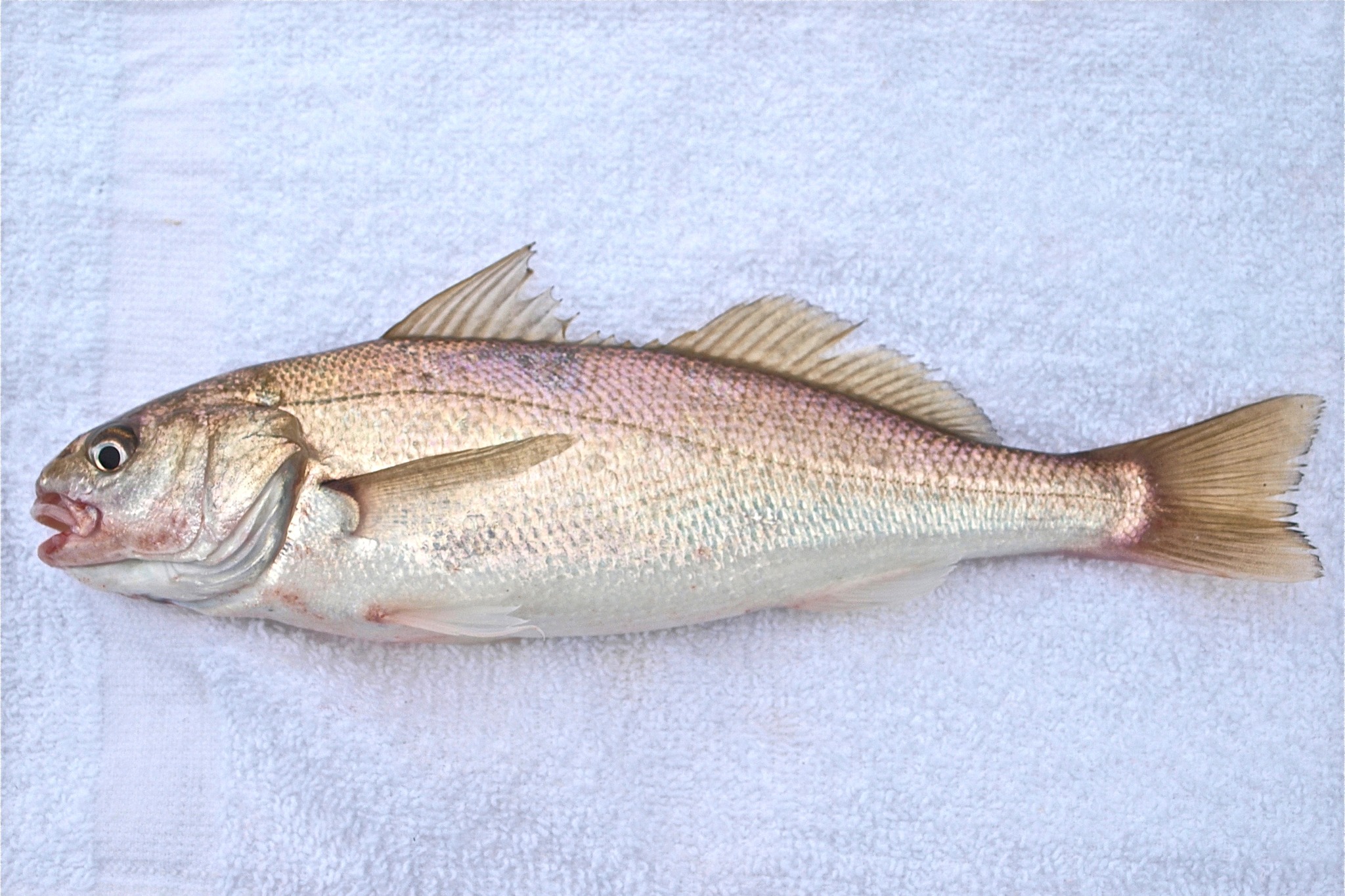 White croaker fish in California: identification and facts