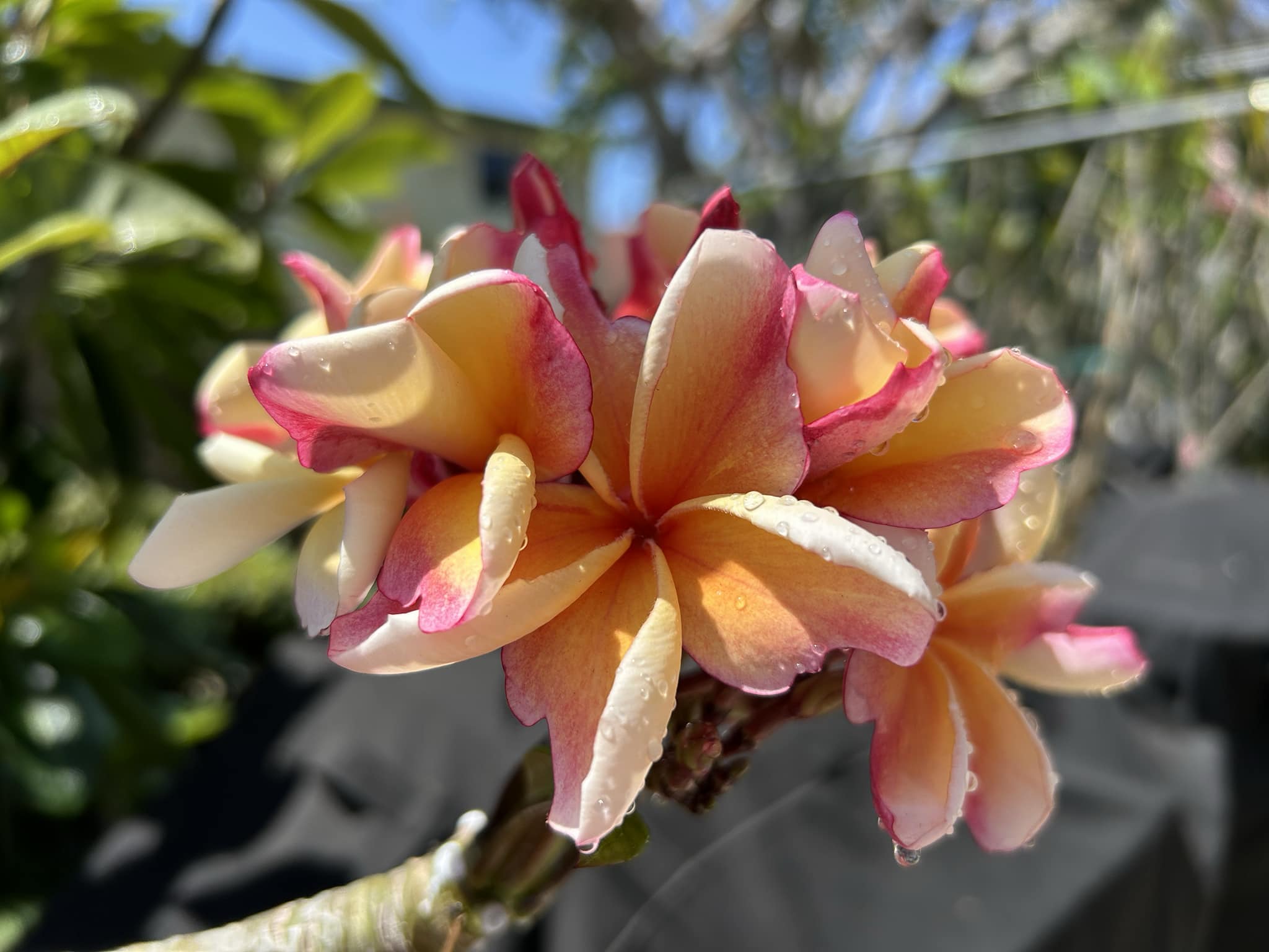 Penang Peach #plumeria #hawaii