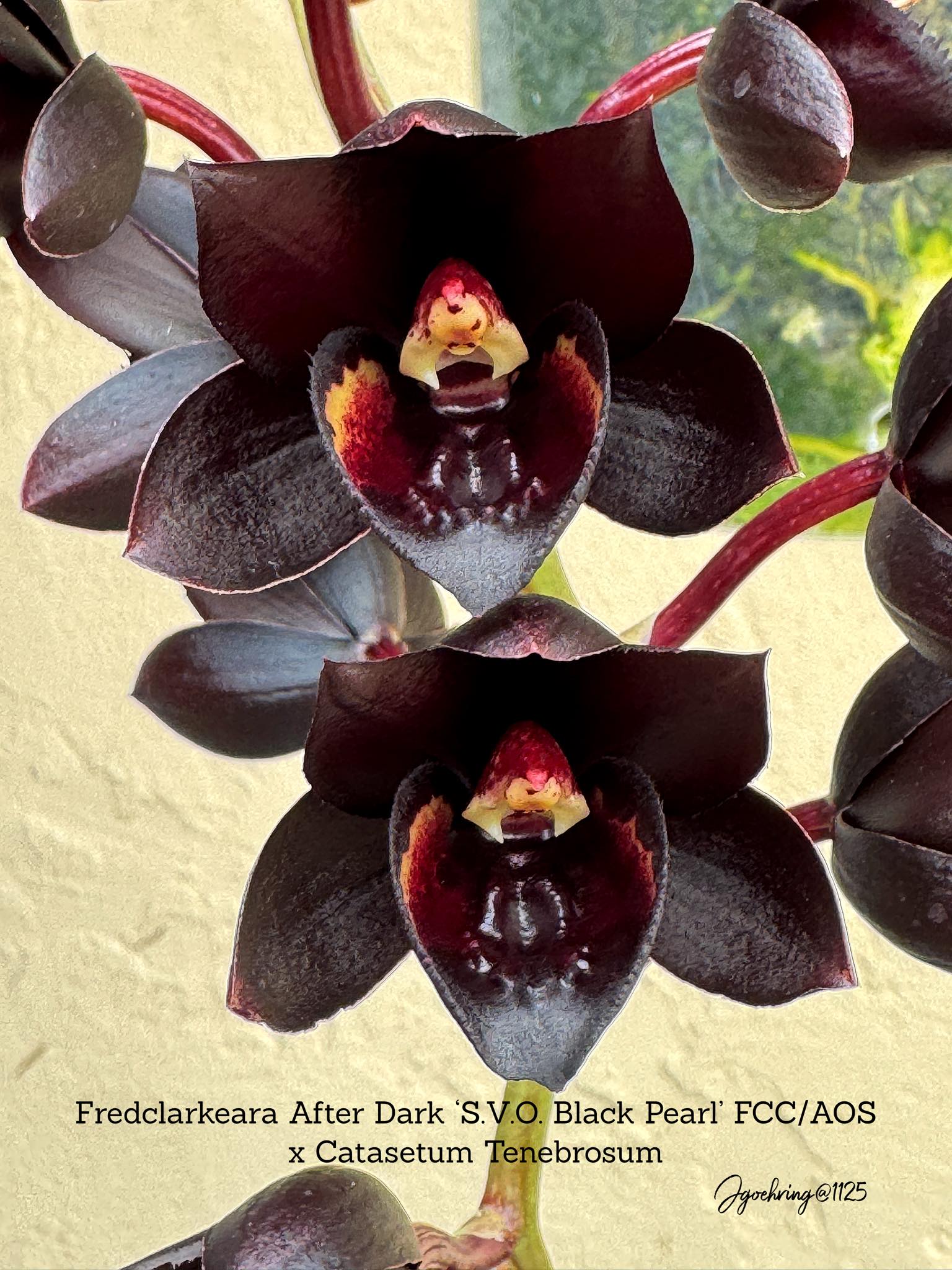 Fredclarkeara After Dark 'S.V.O. Black Pearl' FCC/AOS x Catasetum