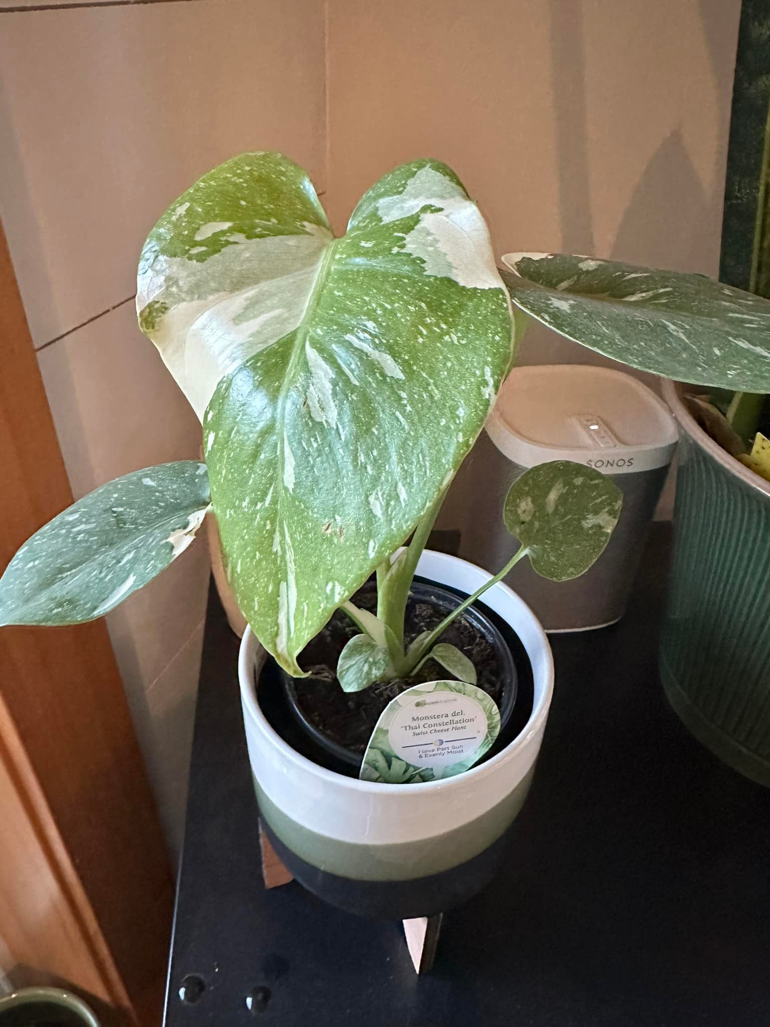 Alocasia Thai Constellation, White Princess, and Edward Frydek