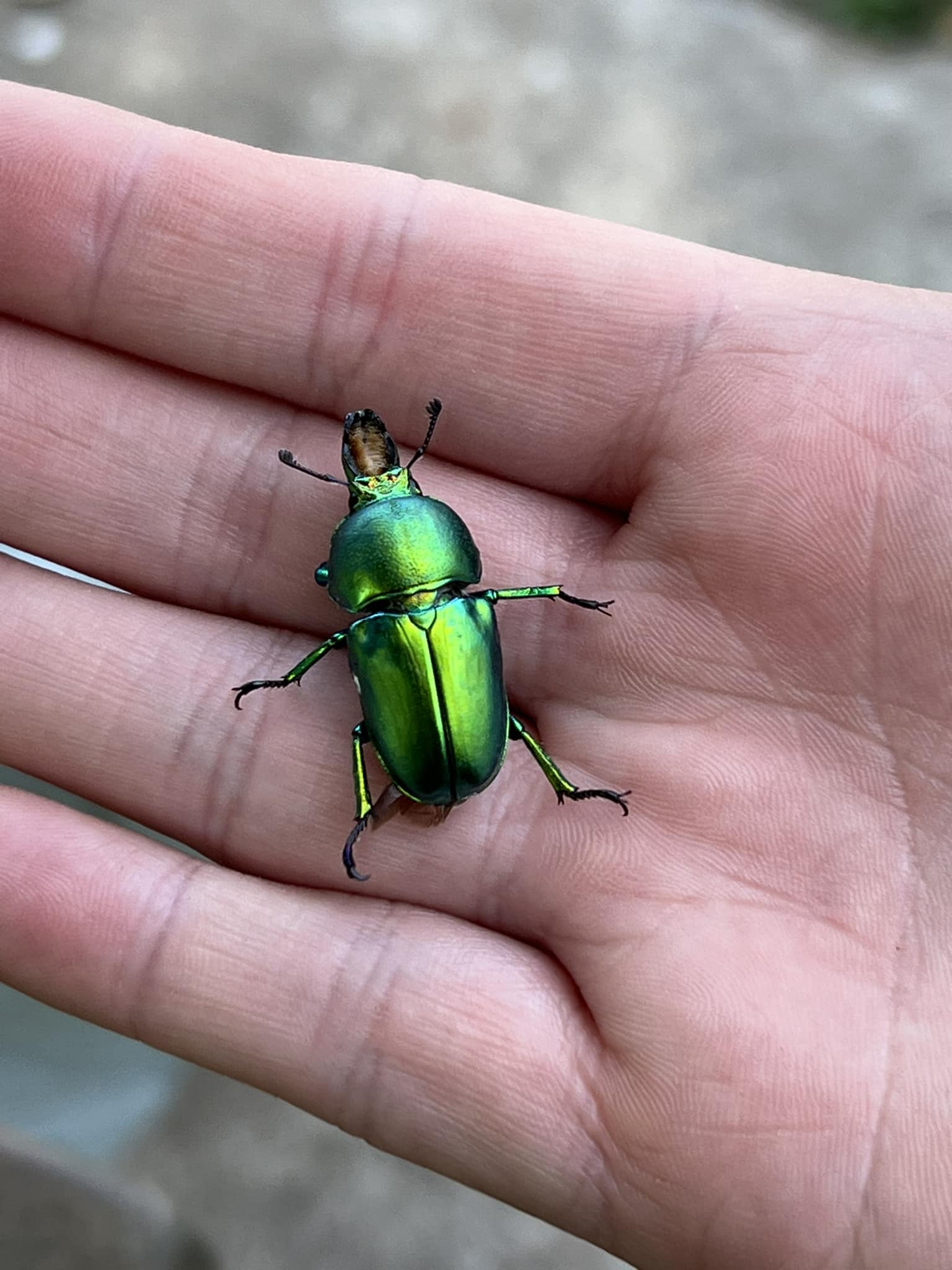 Australia Bolboceratidae sp. 25mm Sand turd beetles — Mallee