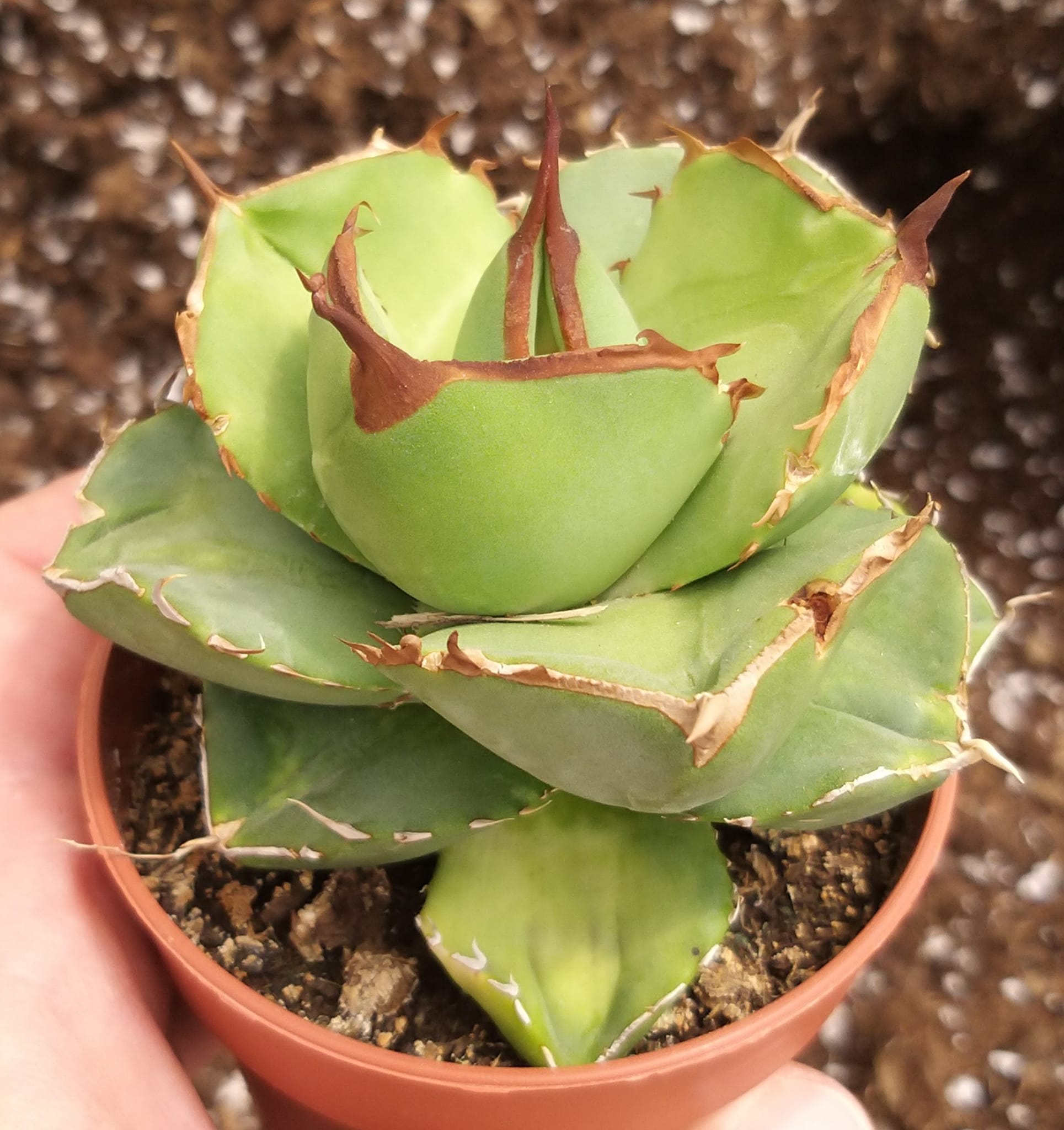 Agave titanota 