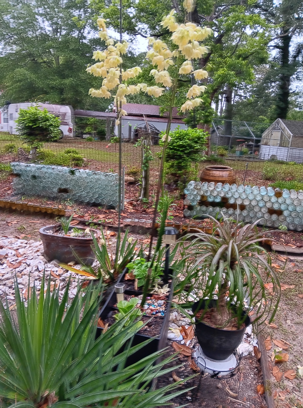 What is this unusual yucca species with 2 trunks?