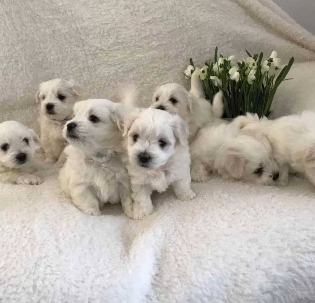 𝐊𝐞𝐚𝐧𝐮 𝐑𝐞𝐞𝐯𝐞𝐬 𝐢𝐬 𝐚 𝐭𝐫𝐮𝐞 𝐝𝐨𝐠 𝐥𝐨𝐯𝐞𝐫.🥰... - Big love dog rescue | Facebook