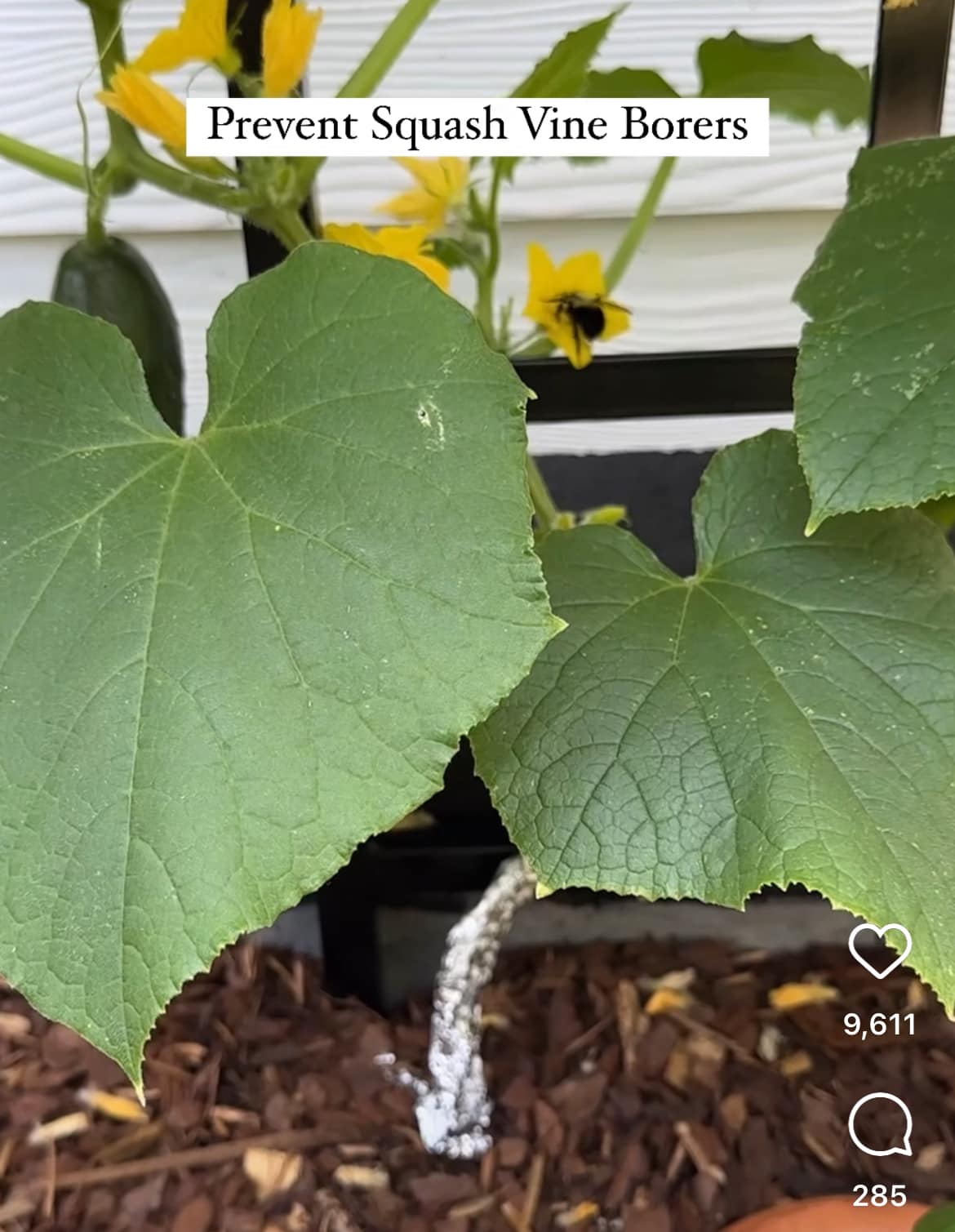 Why use aluminum foil on zucchini stems?