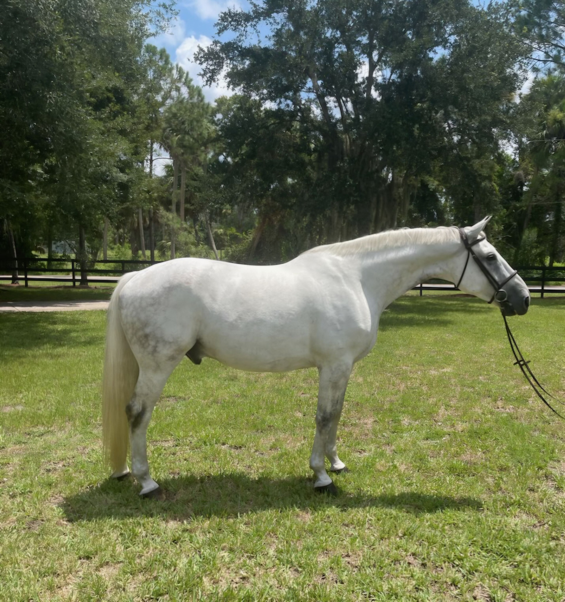 4sisters様オーダー Maverick 462: 16'3 Grey Zangershiede Warmblood Gelding for Sale in