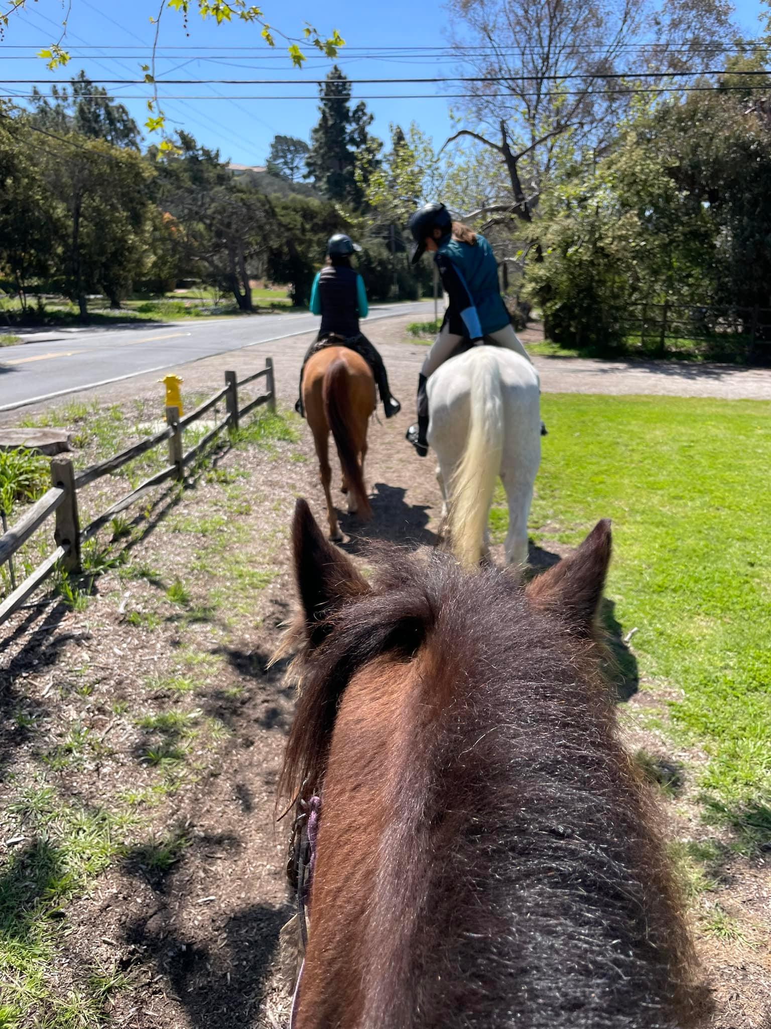 Between The Ears | Between the ears of my Friesian/Morgan with her ...