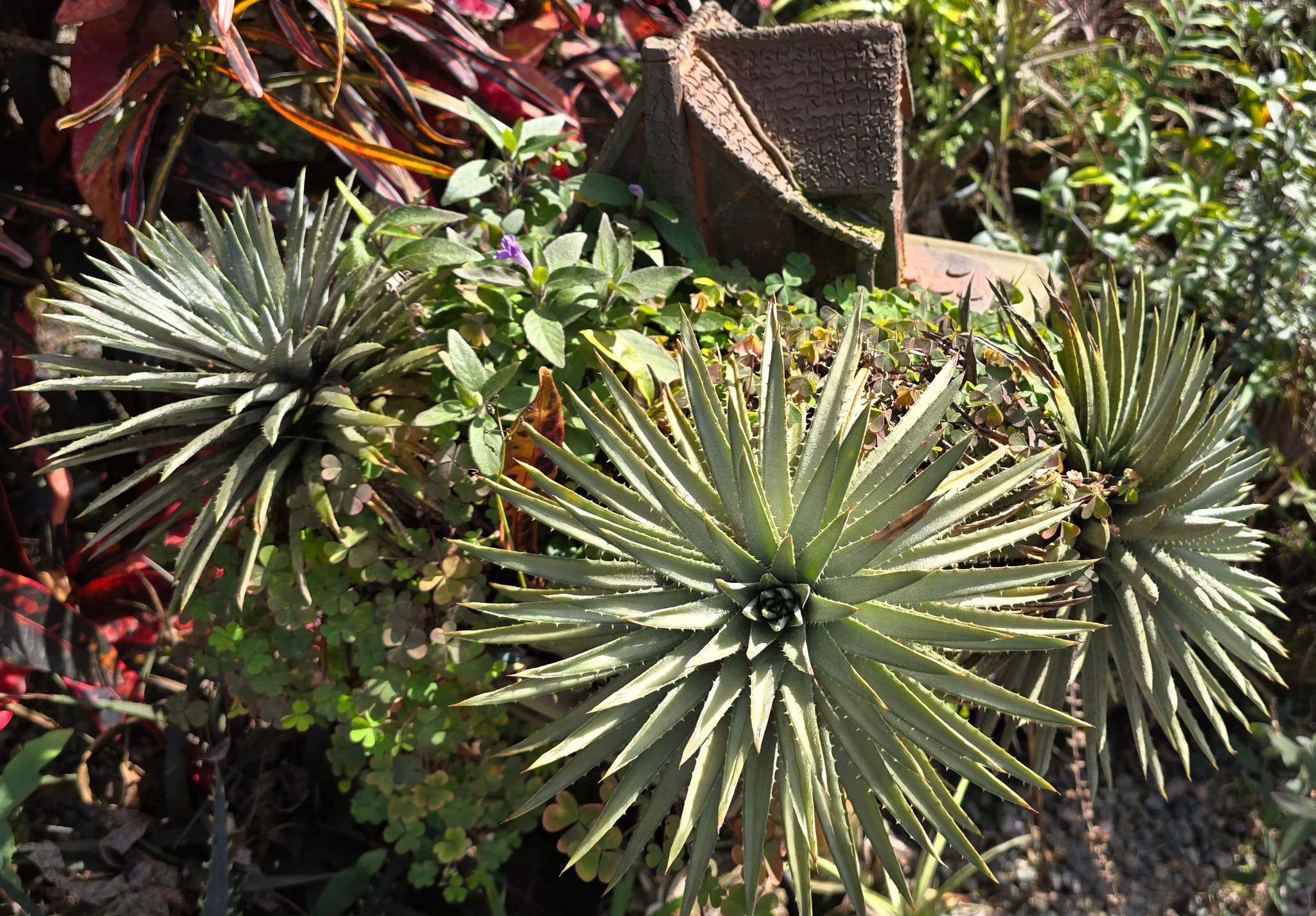 Dyckia hebdingii species from southern Brazil