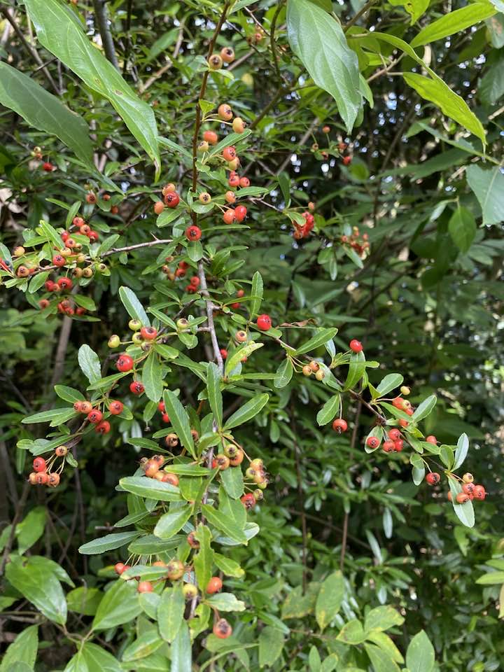 Pyracantha crenulata (Himalayan fire thorns) locally known as