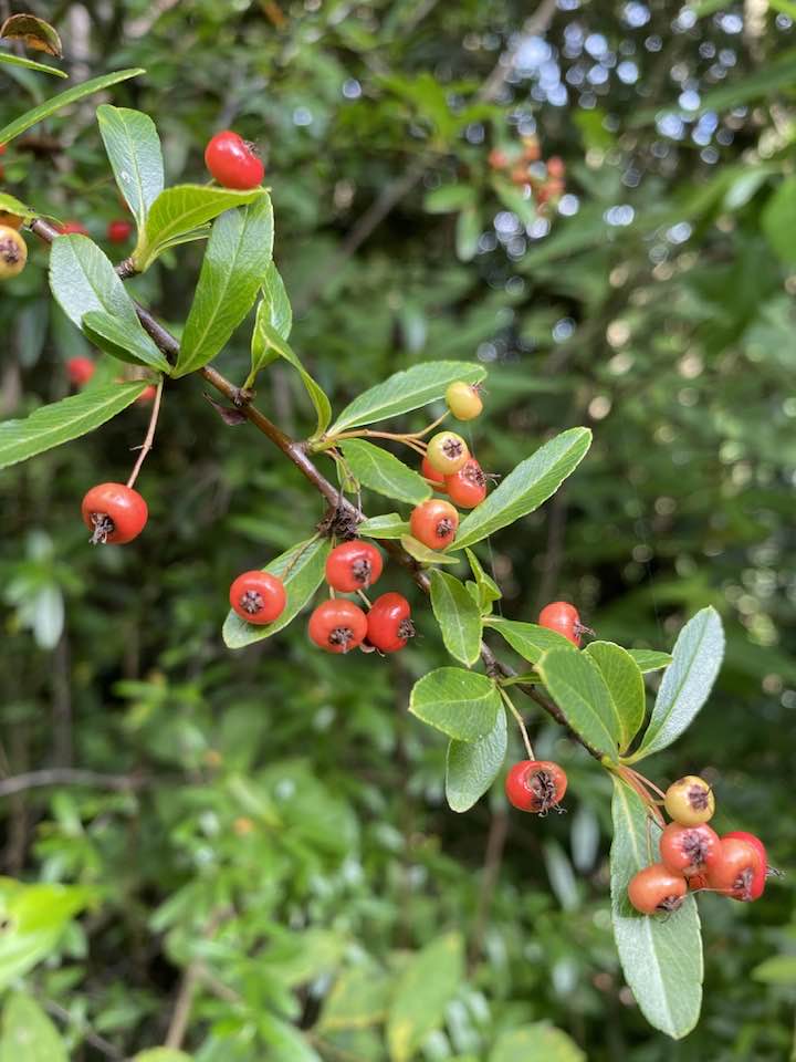 Pyracantha crenulata (Himalayan fire thorns) locally known as