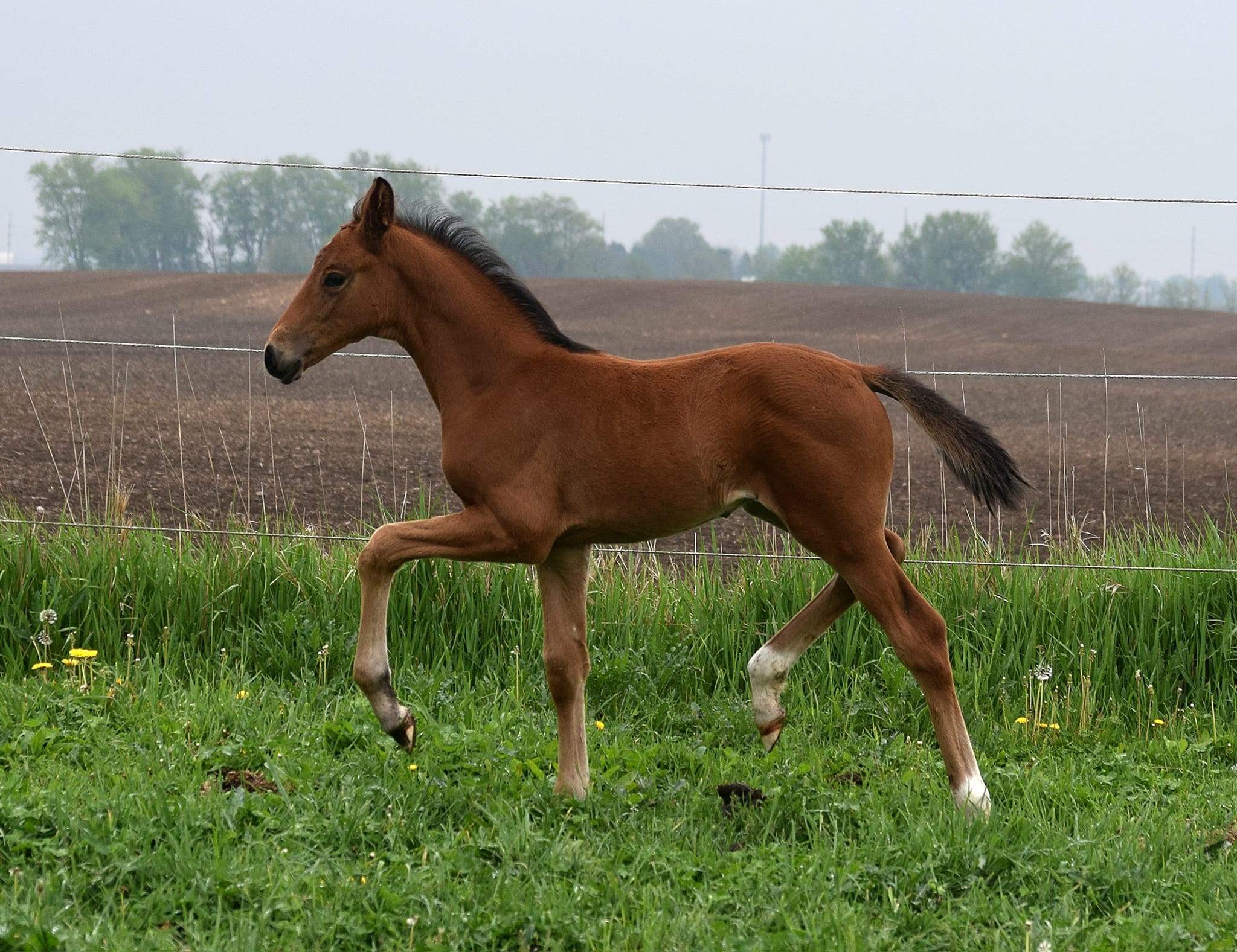 NDS LUIGE 30.07.2023. Judge: Jetta Tschokkinen,Finland STAR ELGA