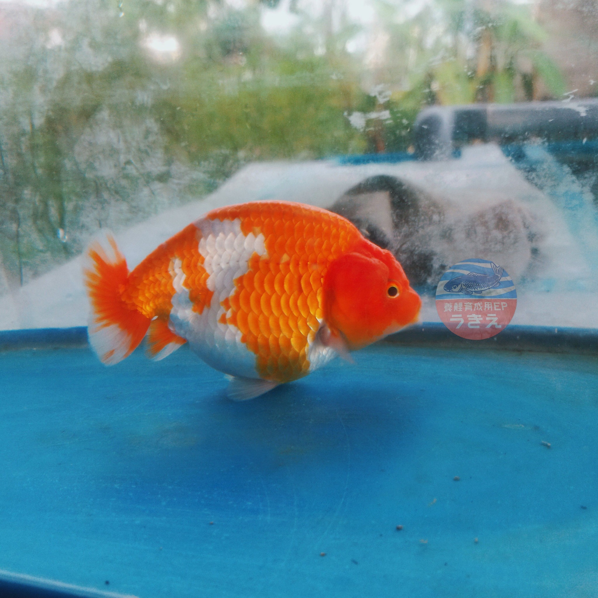 Fancy Goldfish Care | 8 to 14 cm in 2 months Feeding 6 times per day ...