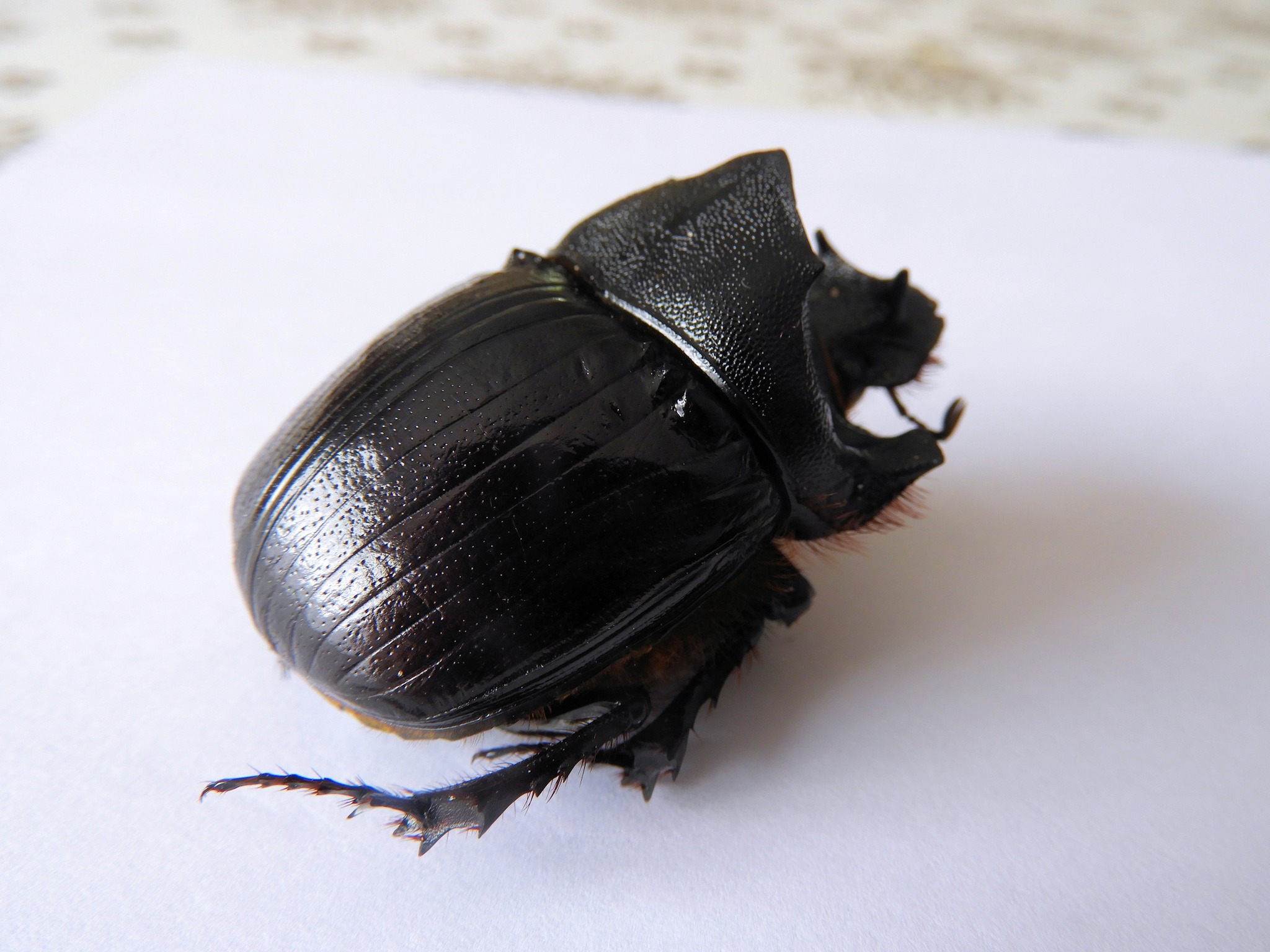 What is this 50mm Heliocopris beetle species from Central Africa?