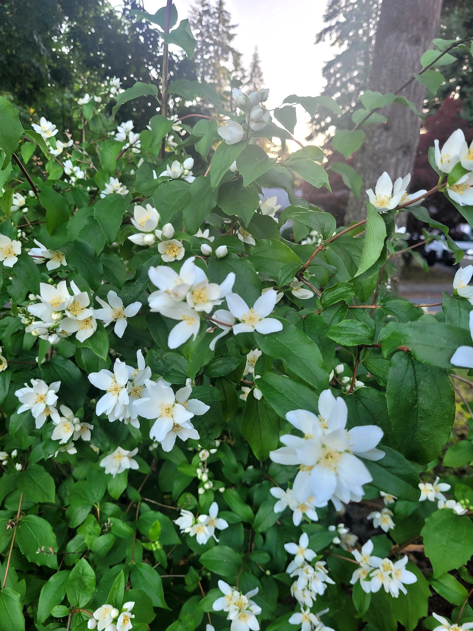 Kitsap mock orange plants in full bloom
