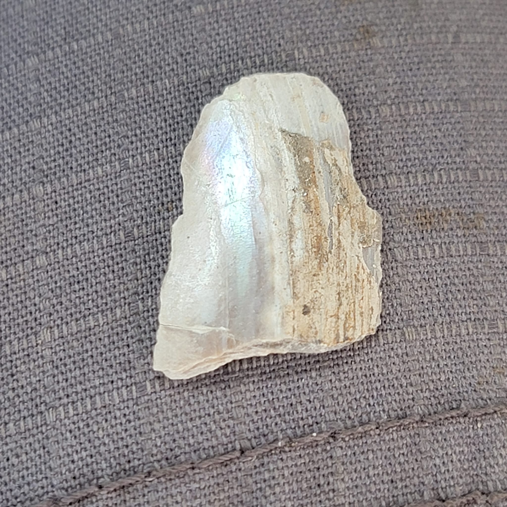 What kind of shell species has a pearl-like color?