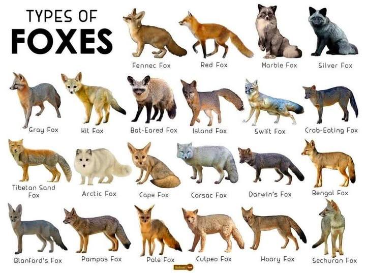 Everything Fox (Official Group) | 💞😊👍 | Facebook