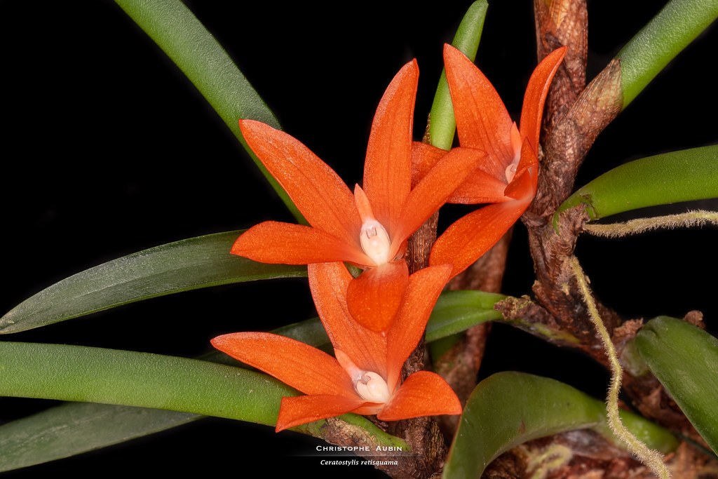 BIN- Ceratostylis rubra-Interesting- Unique Easy 2 grow! Blooms twice a