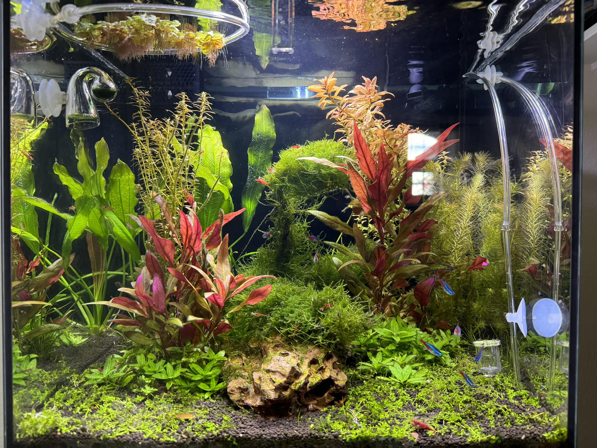 Can i use Chihiros wrgb II 60 10th edition on 80cm tank or its