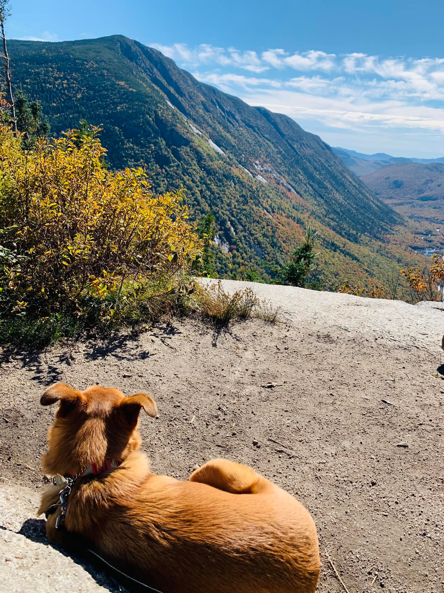 What are good dog winter boots and coats for hiking?