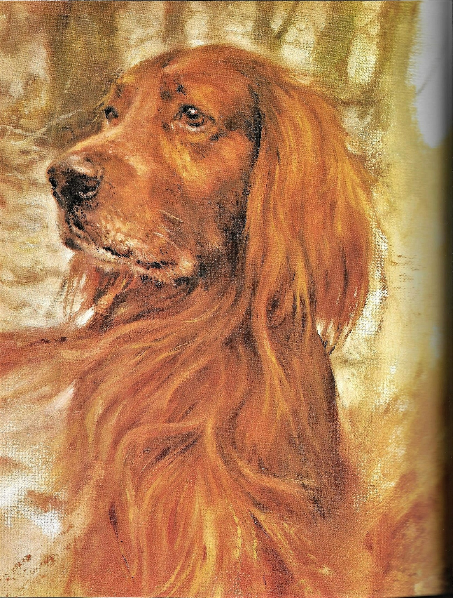 Setter Saturday