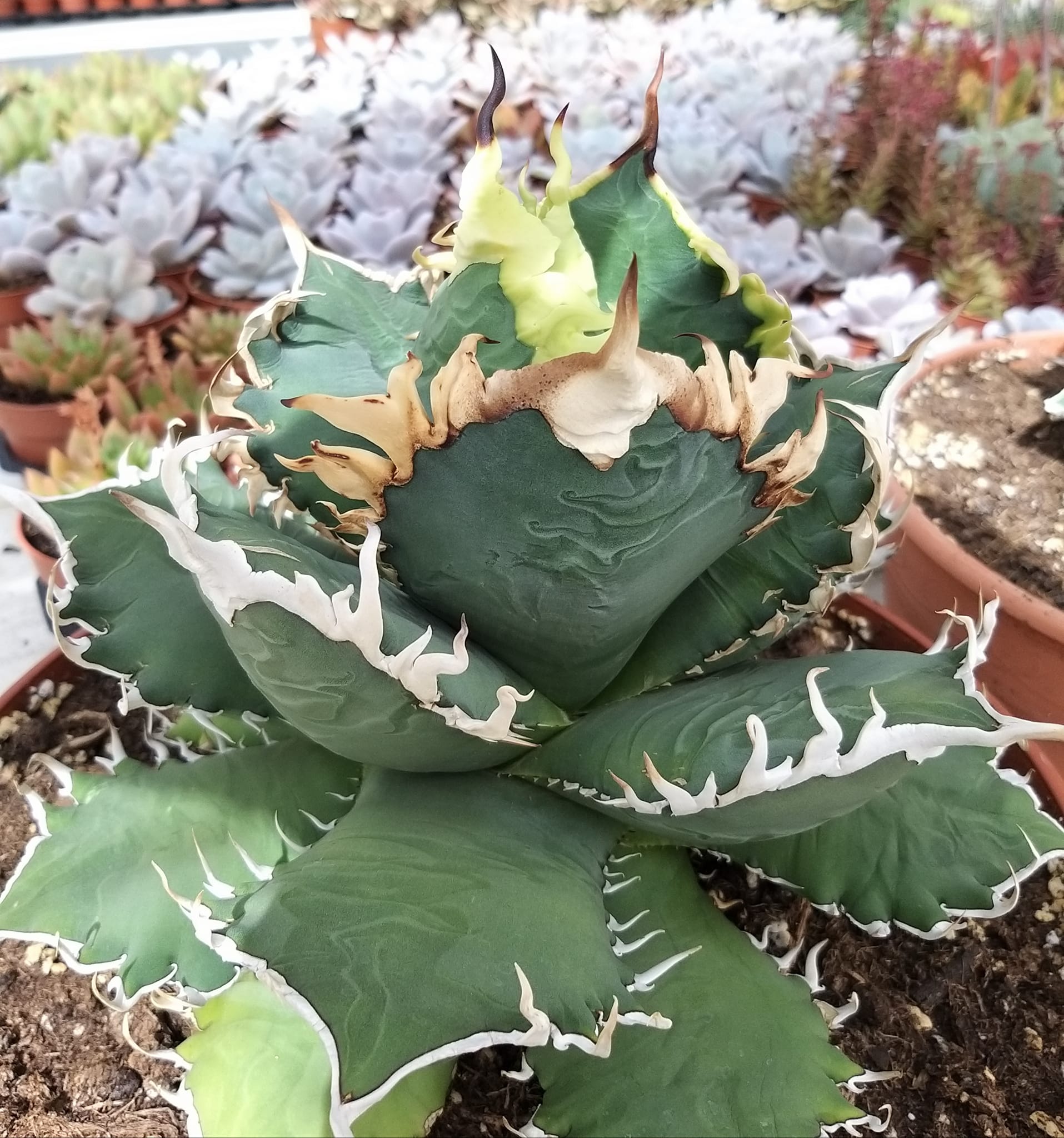 Growing agave oteroi from seeds in Japan