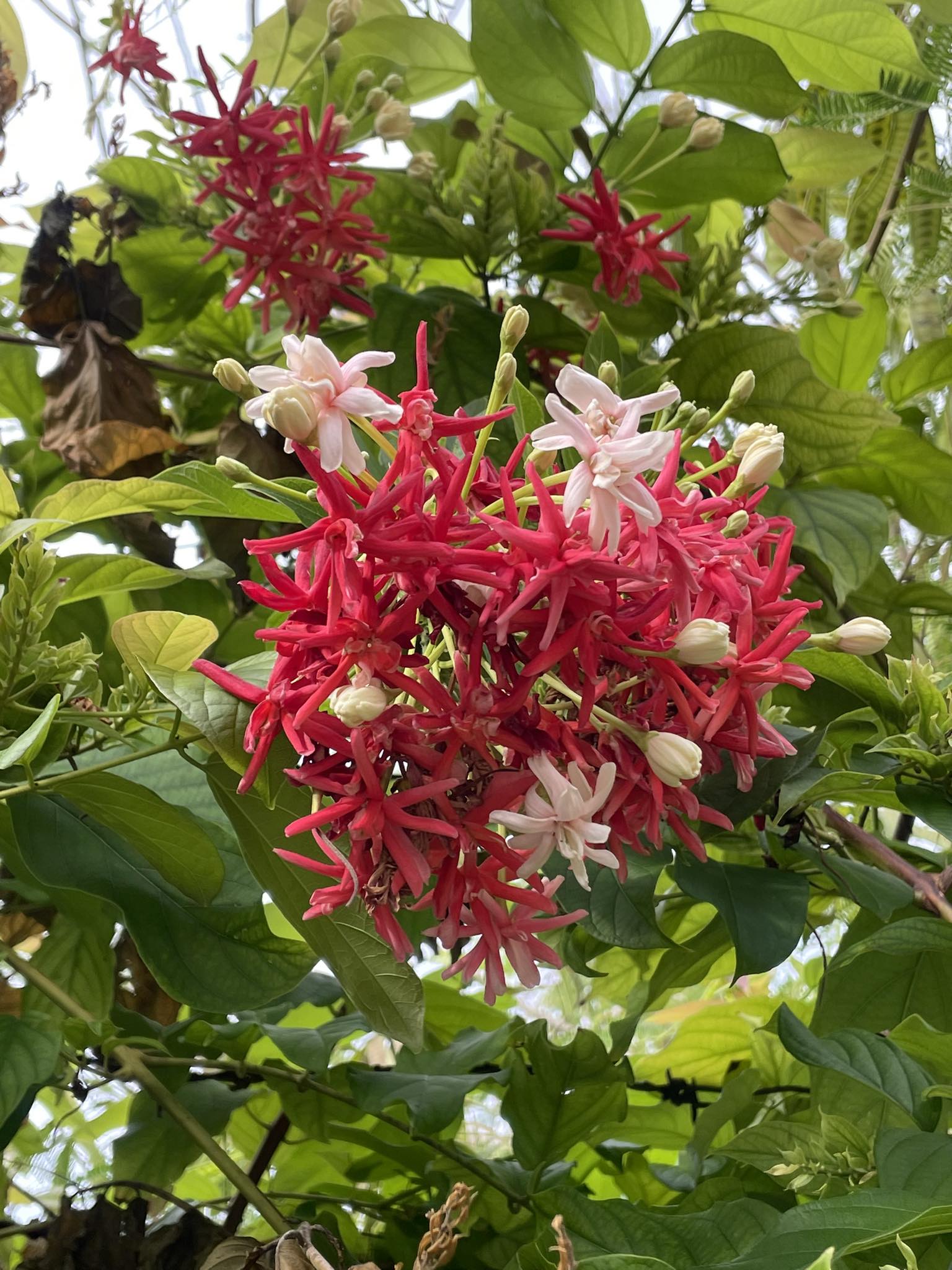 Pinwheel jasmine plant identification in South Florida
