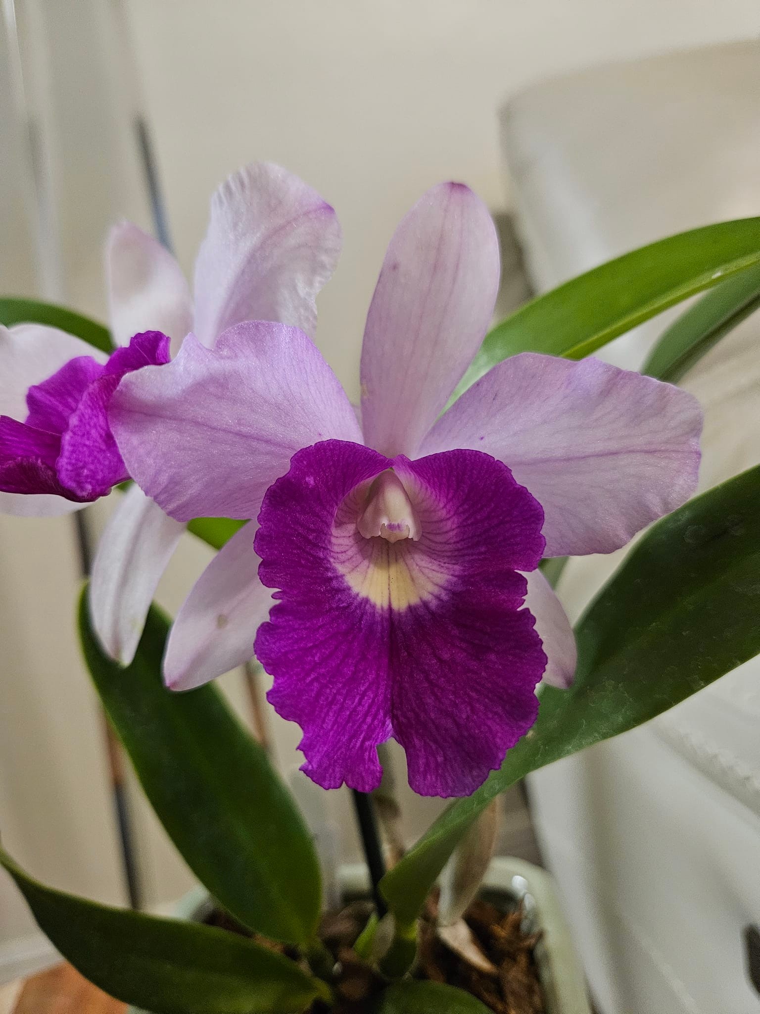 Lc. (Laeliocattleya ) Aiea Lorraine 'Paradise 🩷💜 May 2,2024