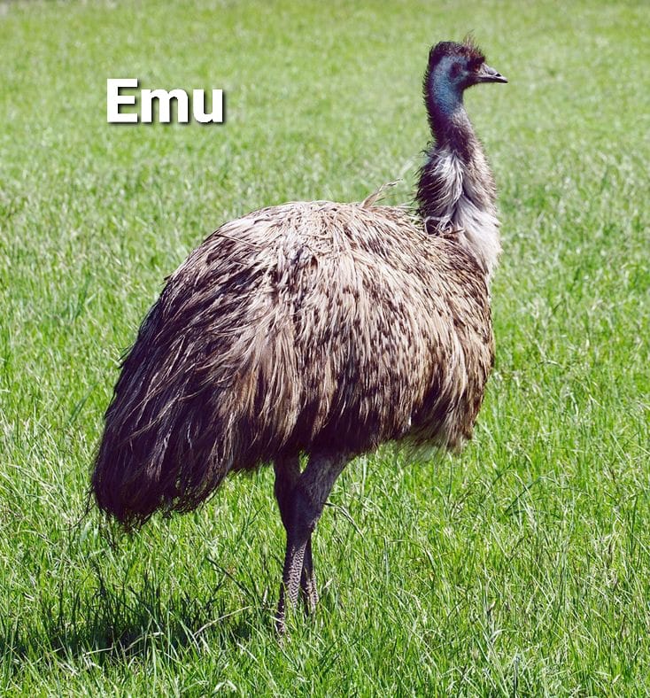 Beautiful Birds and Nature | The 3rd most aggressive birds is the Emu ...