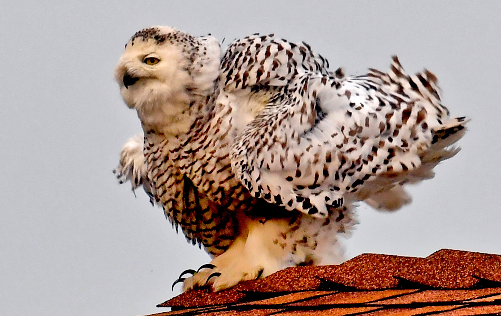 Snowy owl spotted in Southern California neighborhood