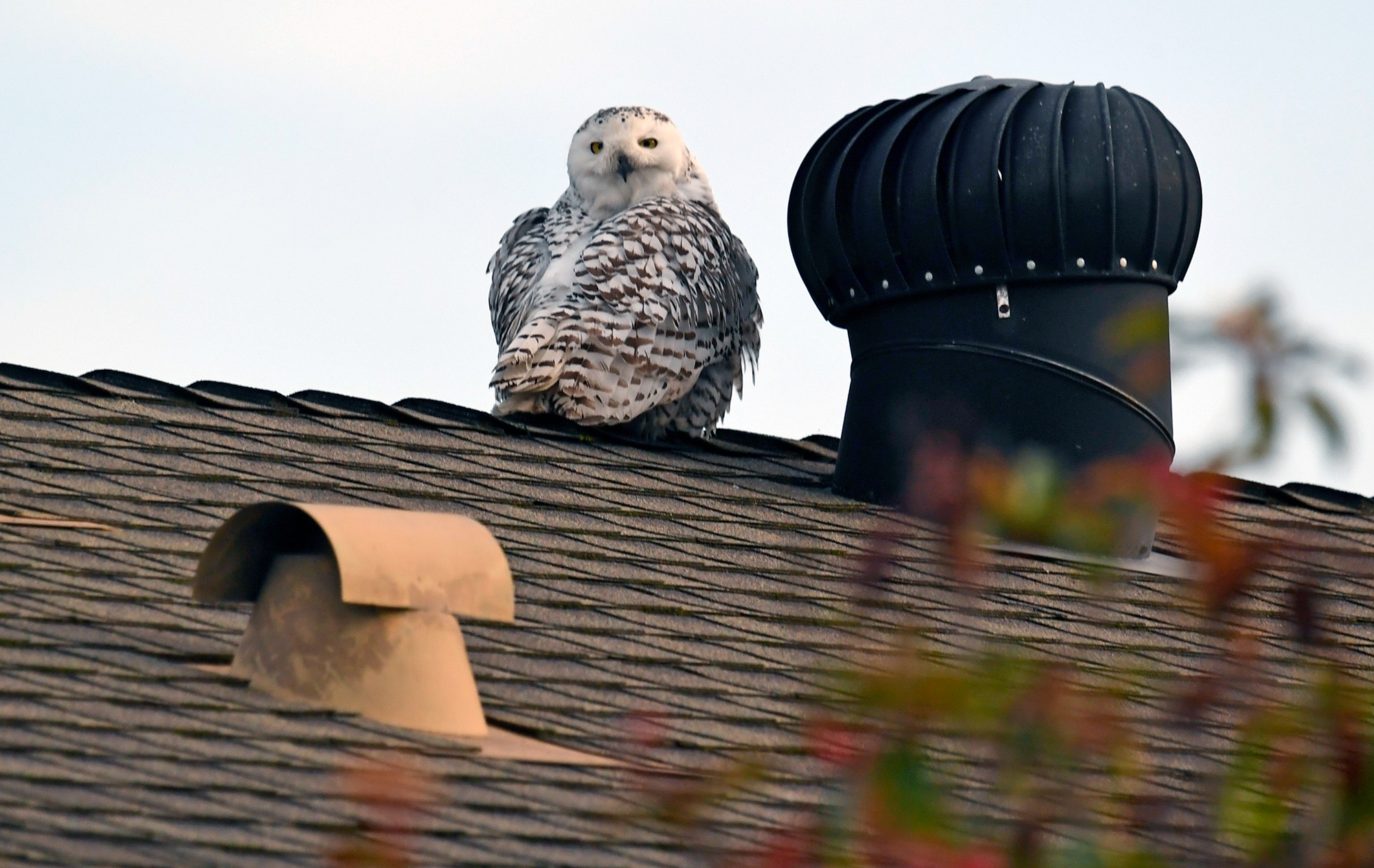  scope別注 Northern Owl with foot Snowy owl spotted in Southern California neighborhood